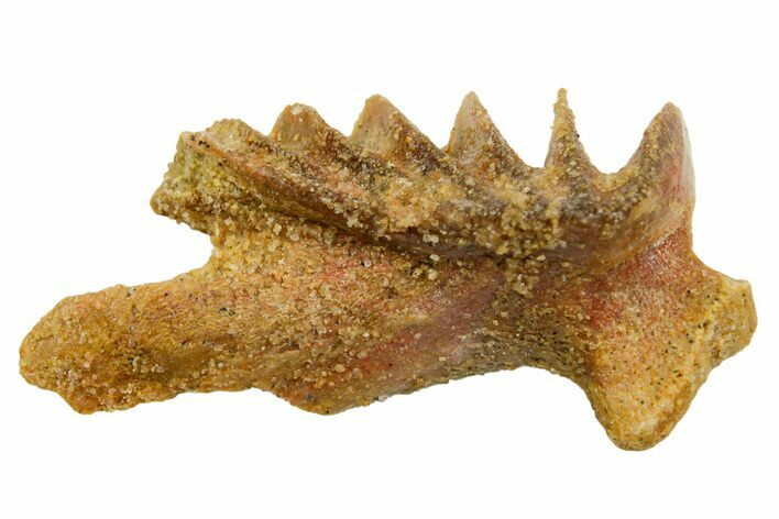 Cretaceous Lungfish (Ceratodus) Tooth Plate - Morocco #366724